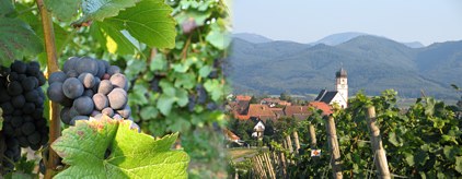 Schwarzwald Impressionen